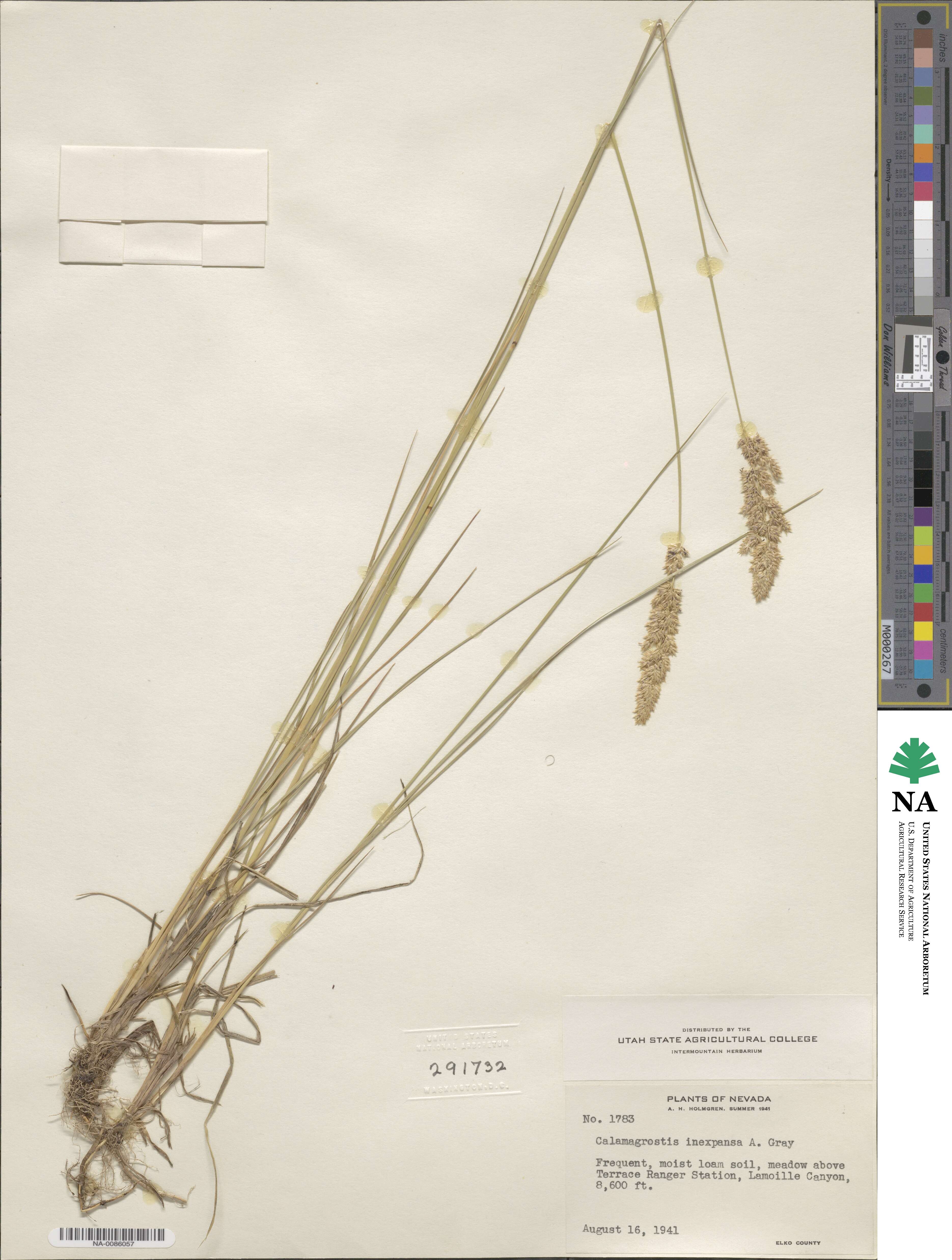 Calamagrostis inexpansa image