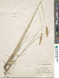 Calamagrostis inexpansa image