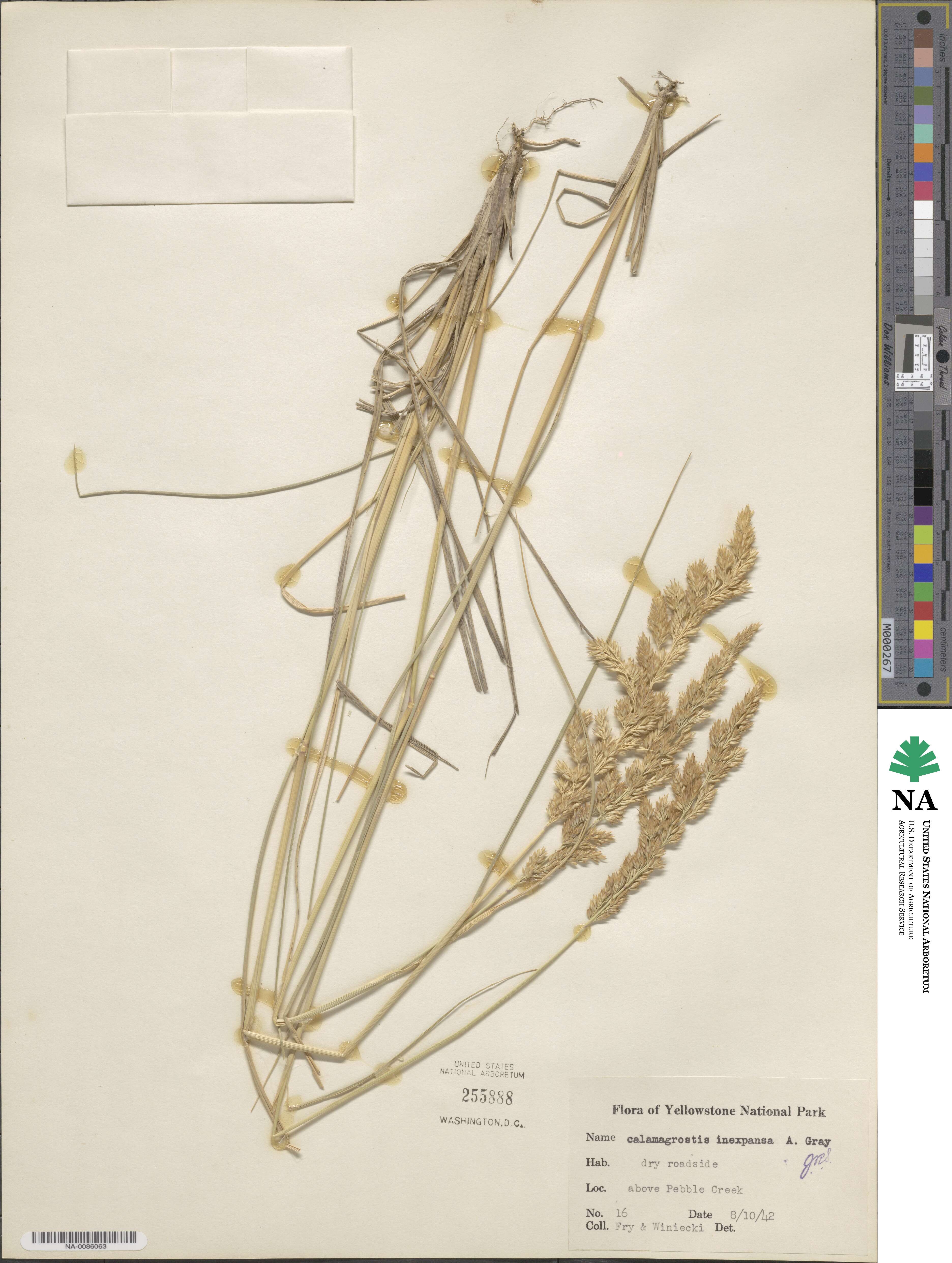 Calamagrostis inexpansa image