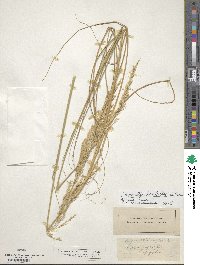 Sporobolus rigidus var. rigidus image