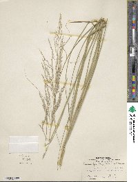 Sporobolus rigidus var. rigidus image