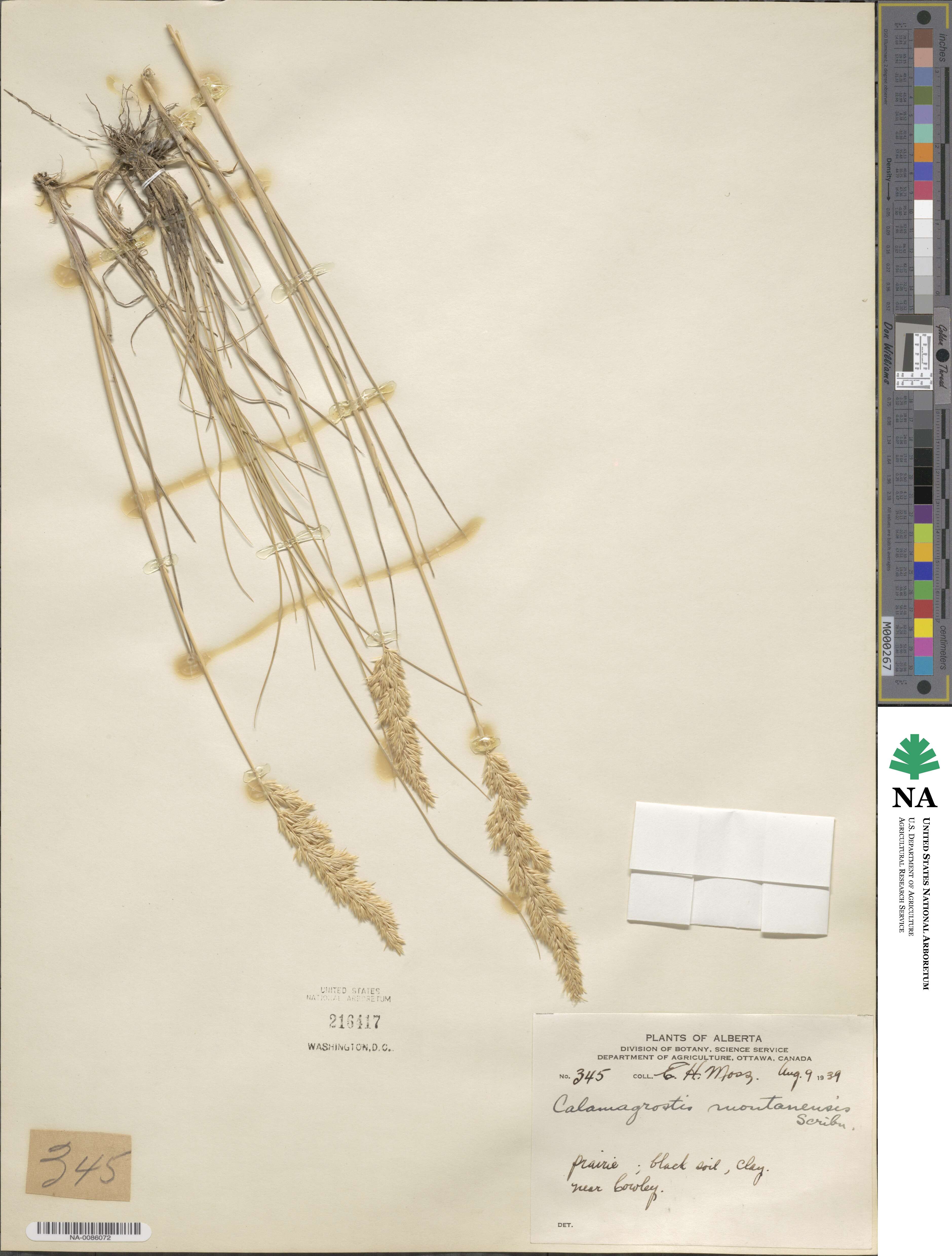 Calamagrostis montanensis image
