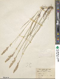 Calamagrostis montanensis image