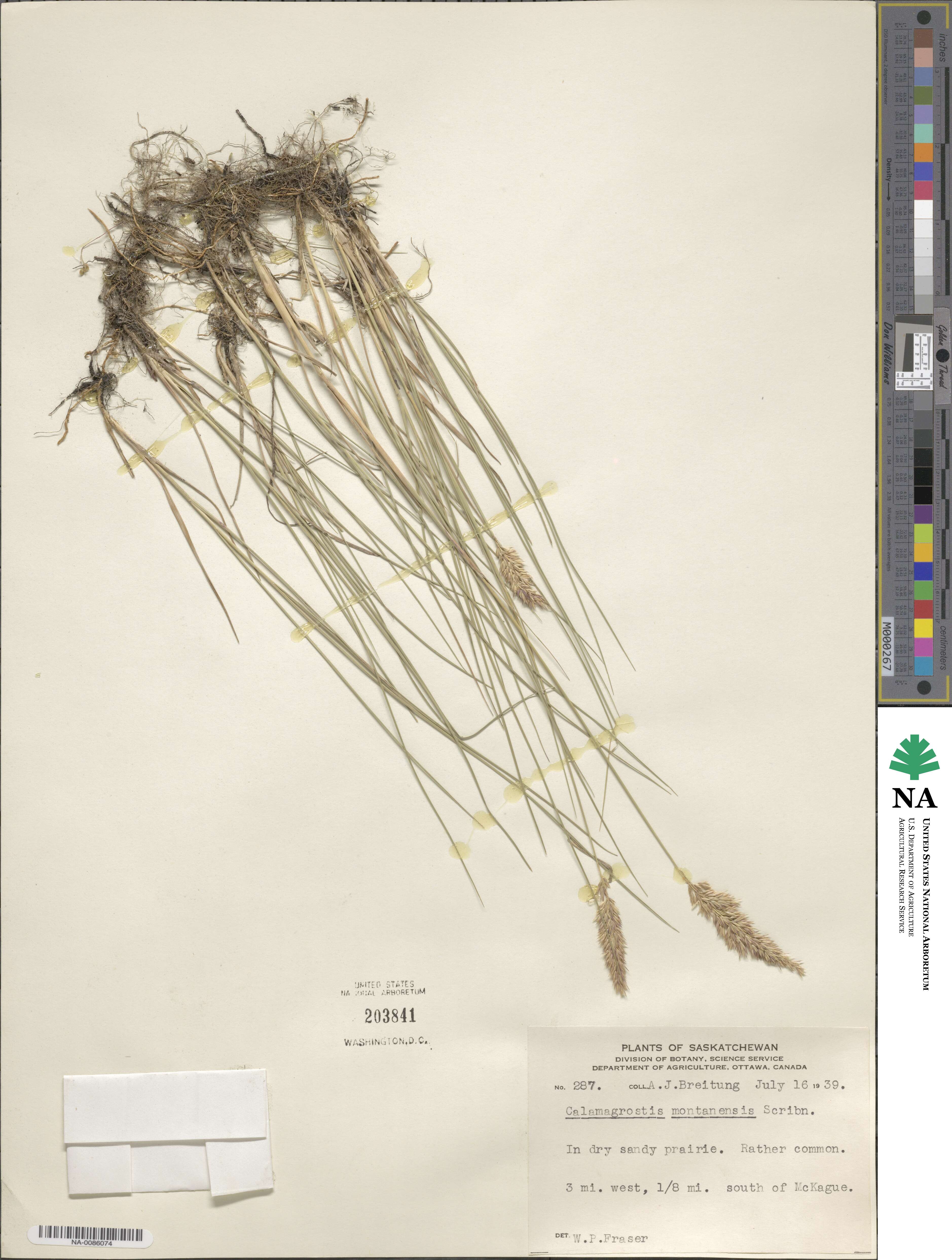Calamagrostis montanensis image