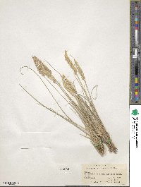 Calamagrostis montanensis image