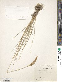 Calamagrostis stricta image