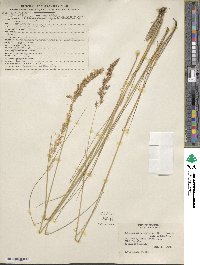 Calamagrostis stricta subsp. stricta image