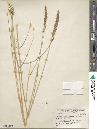 Calamagrostis stricta subsp. stricta image