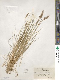 Calamagrostis stricta subsp. stricta image