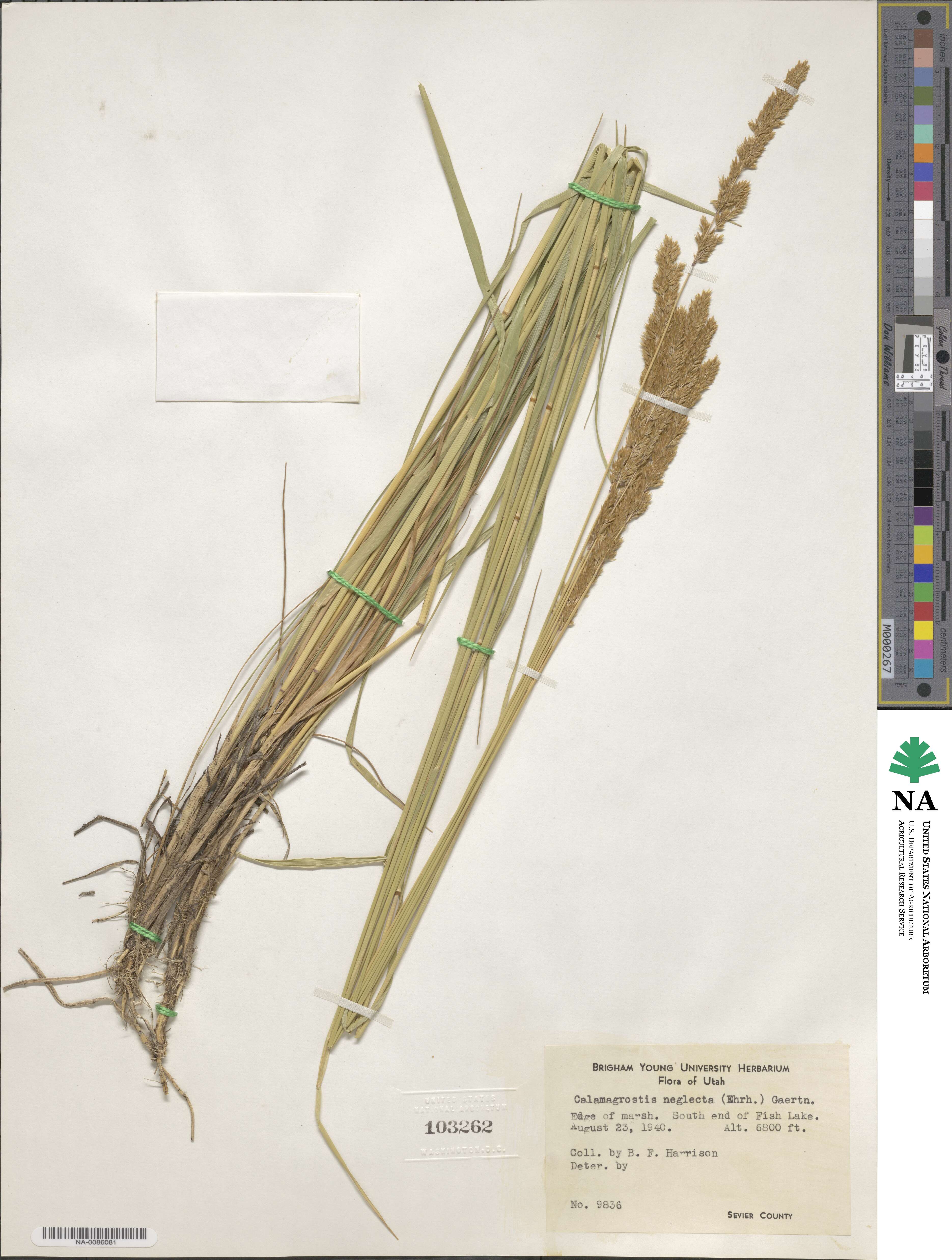 Calamagrostis stricta subsp. stricta image