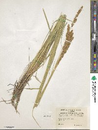 Calamagrostis stricta subsp. stricta image