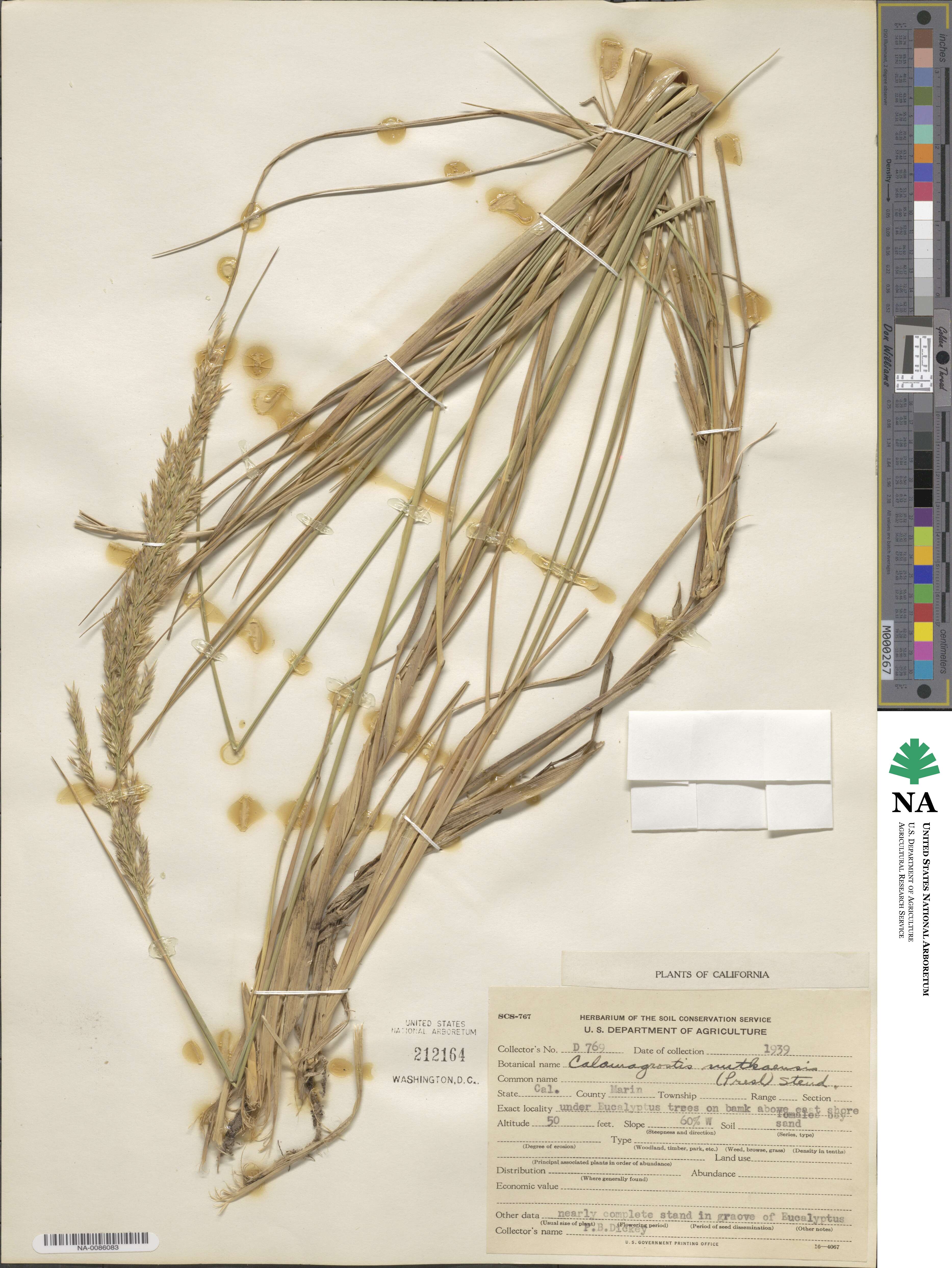 Calamagrostis nutkaensis image