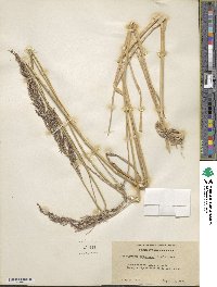 Calamagrostis nutkaensis image