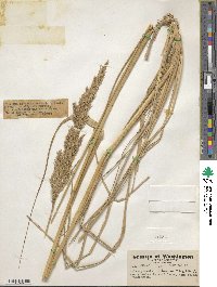 Calamagrostis nutkaensis image