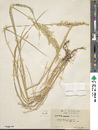 Calamagrostis nutkaensis image