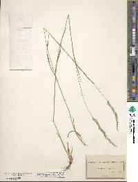 Calamagrostis pickeringii image