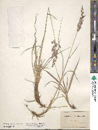 Calamagrostis pickeringii image