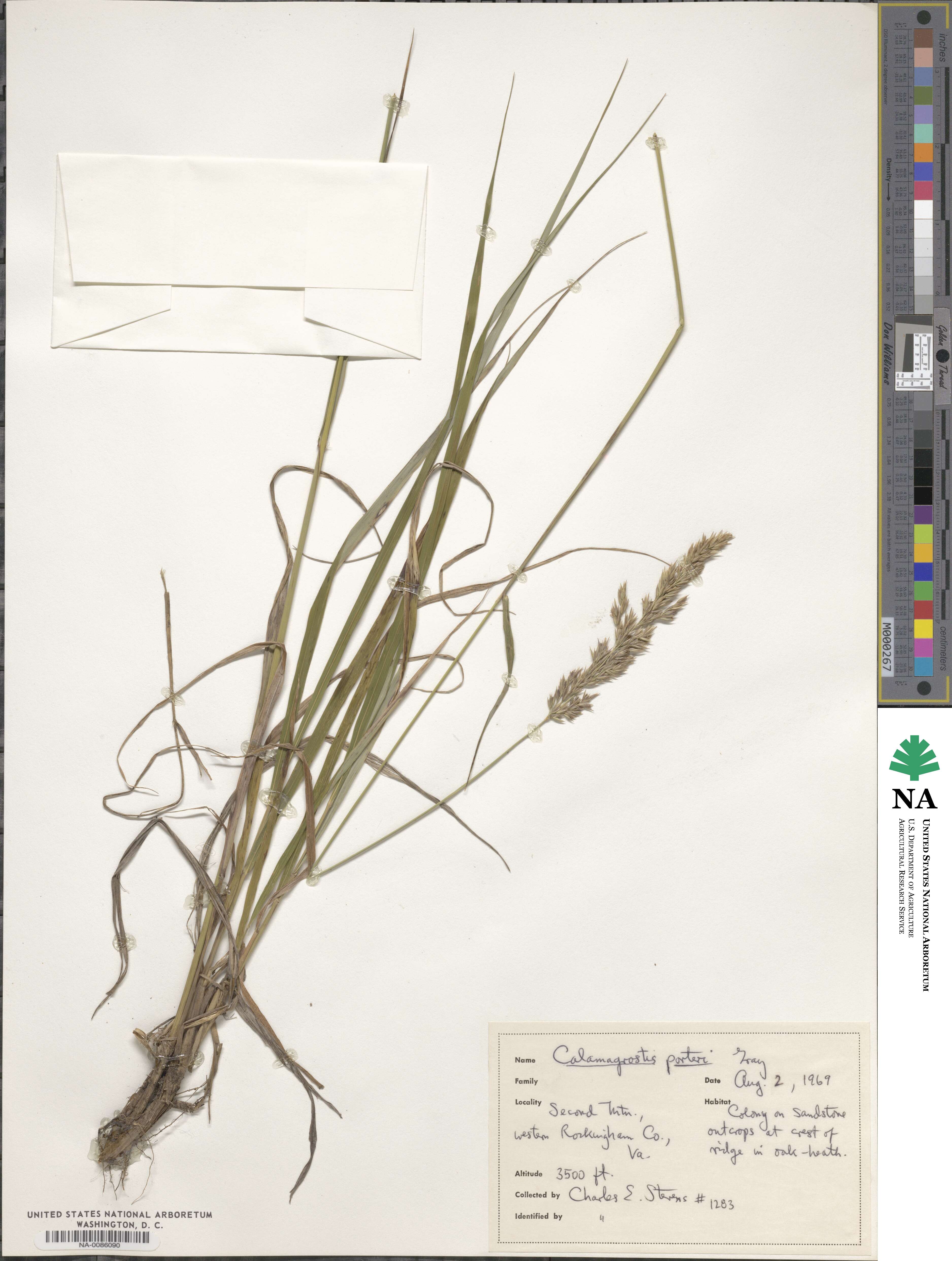 Calamagrostis porteri image