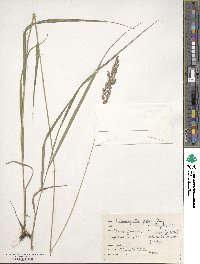 Calamagrostis porteri image