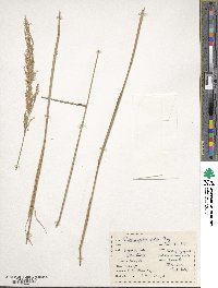 Calamagrostis porteri image