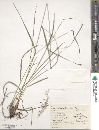 Calamagrostis porteri image