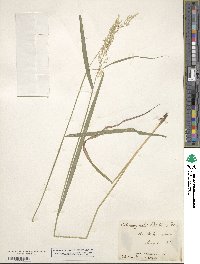 Calamagrostis porteri image