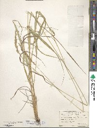 Calamagrostis porteri image