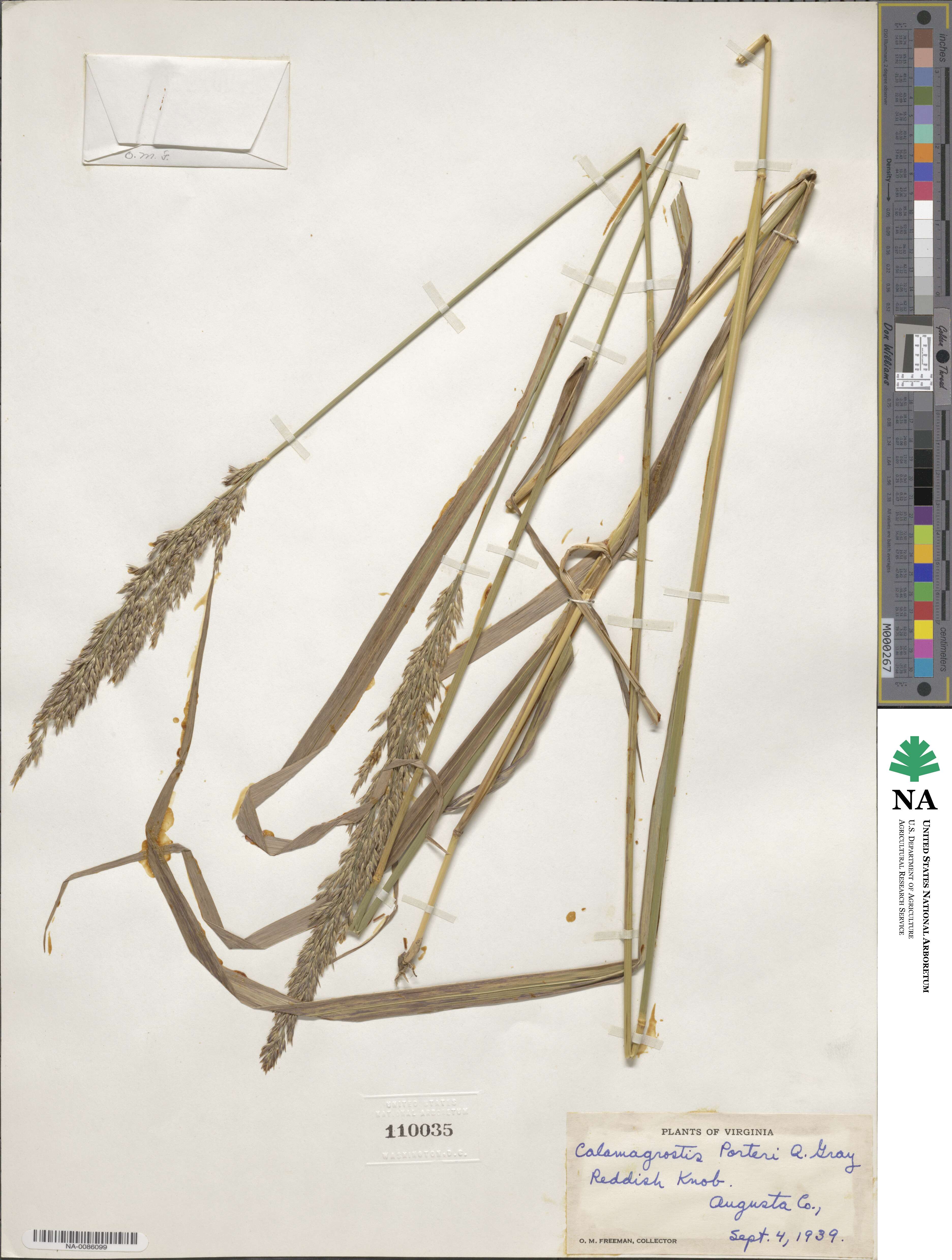 Calamagrostis porteri image