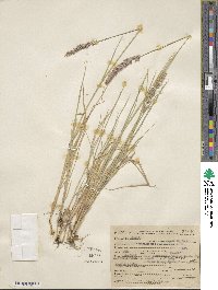 Calamagrostis purpurascens image