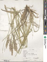 Calamagrostis purpurascens image