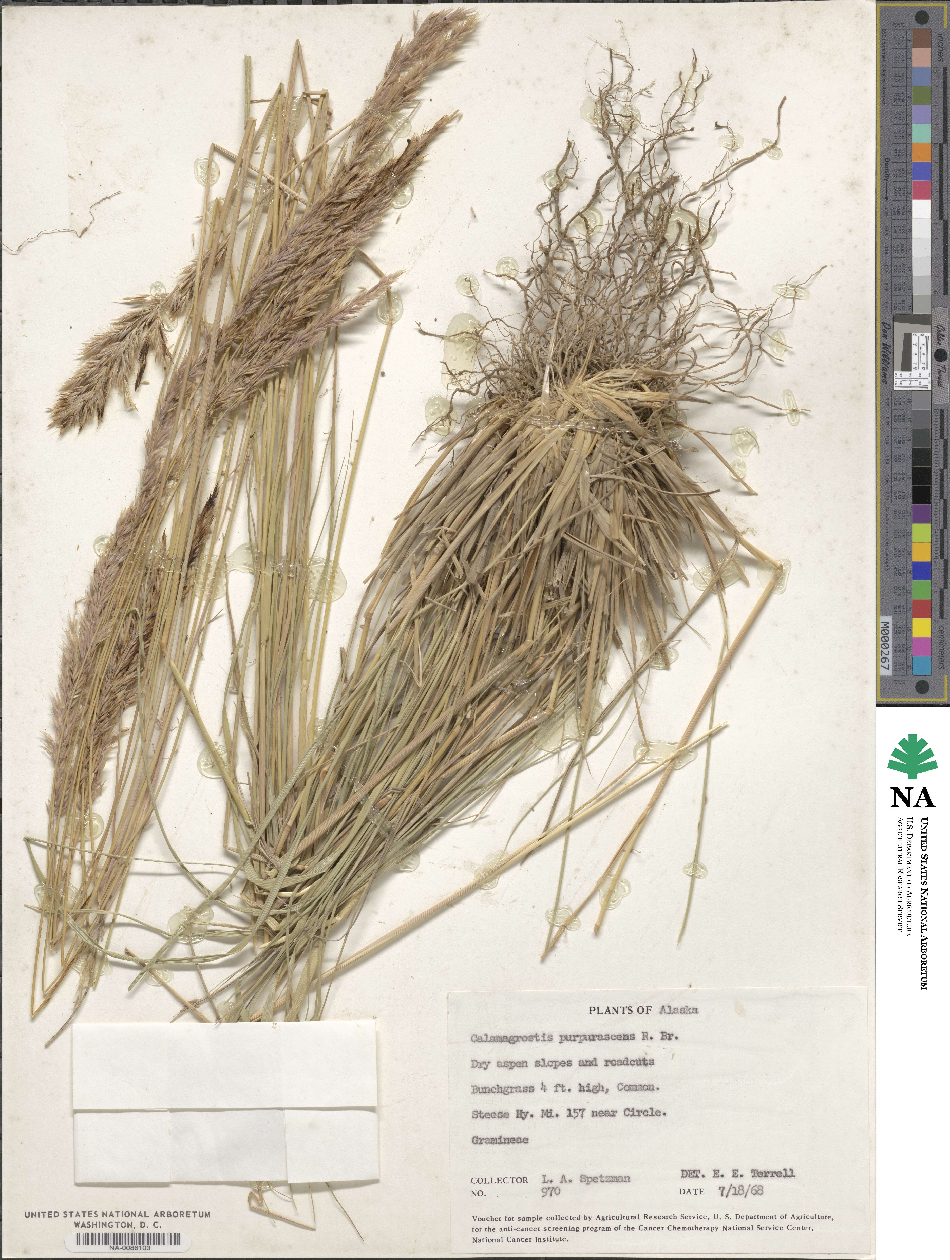 Calamagrostis purpurascens image