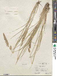 Calamagrostis purpurascens image