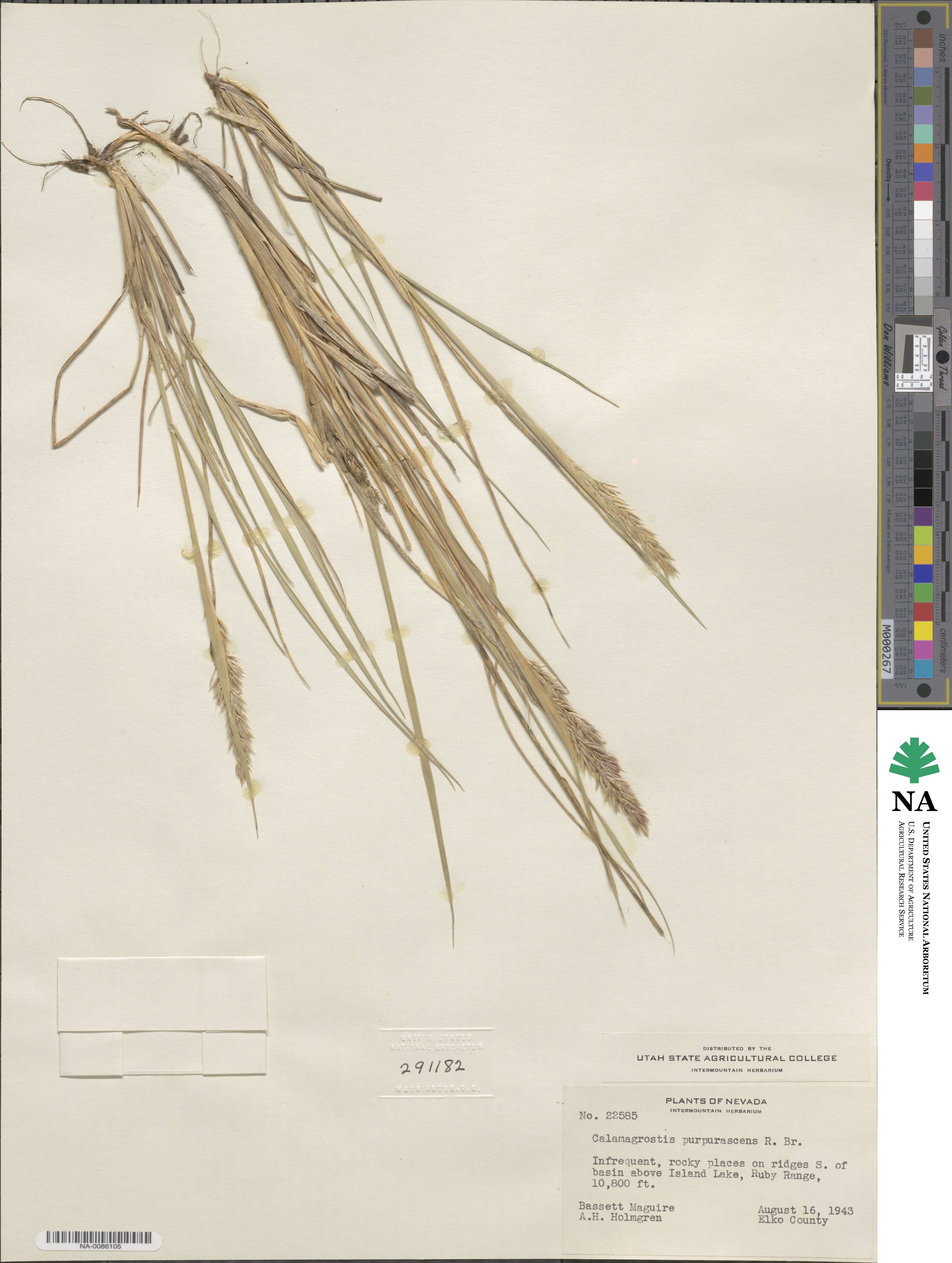 Calamagrostis image