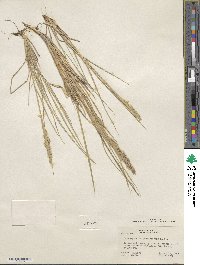 Calamagrostis purpurascens image