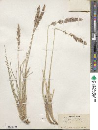 Calamagrostis purpurascens image