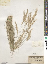 Calamagrostis purpurascens image