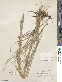 Calamagrostis purpurascens image