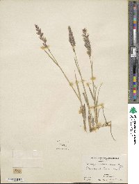 Calamagrostis purpurascens image