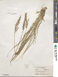 Calamagrostis purpurascens image