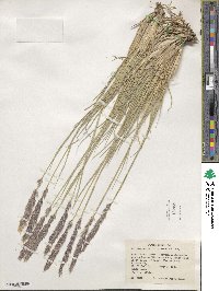 Calamagrostis purpurascens image