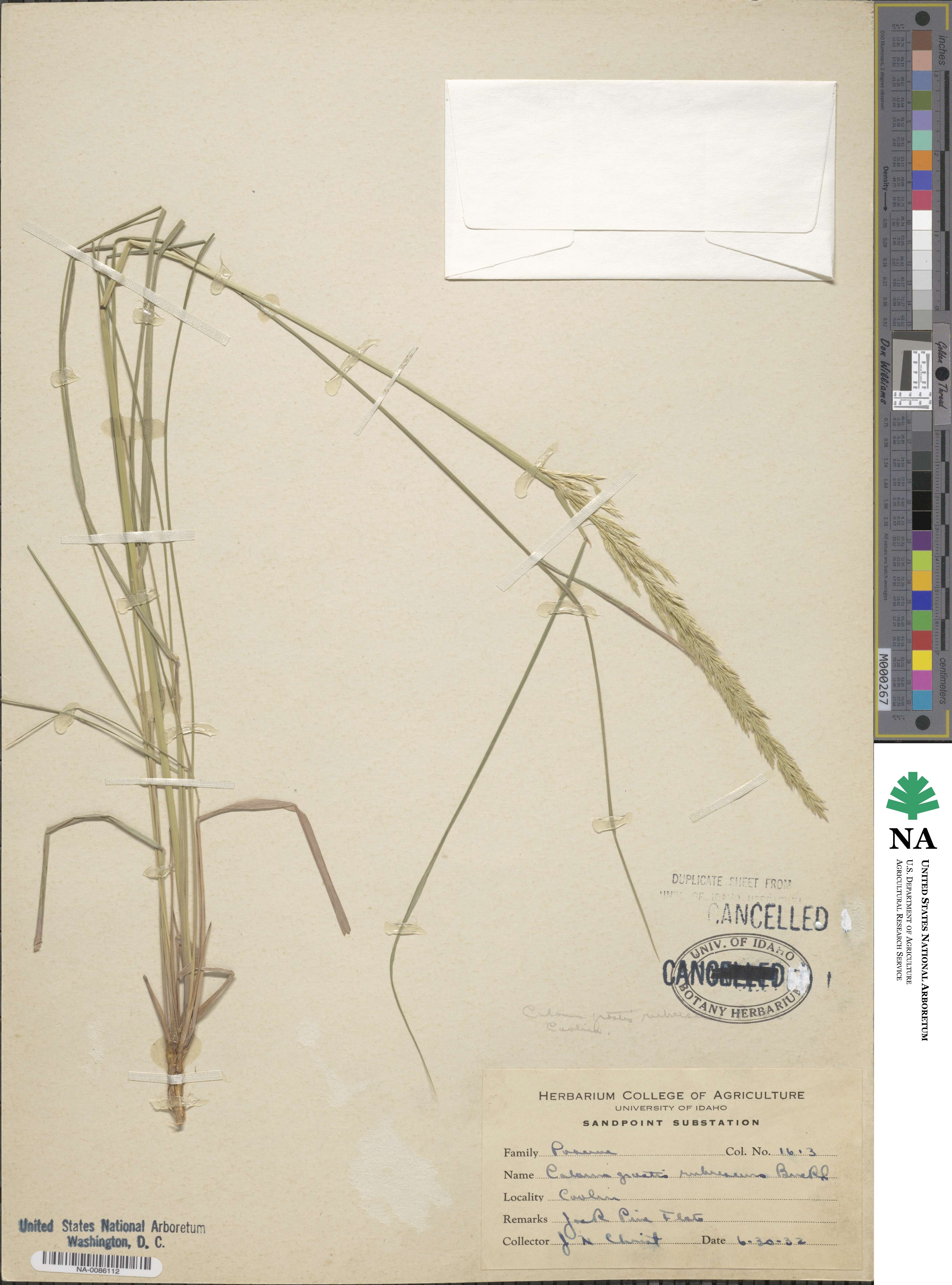 Calamagrostis rubescens image