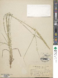 Calamagrostis rubescens image