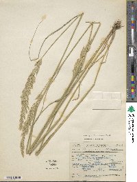 Calamagrostis rubescens image