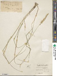 Calamagrostis rubescens image