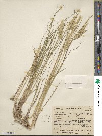 Calamagrostis rubescens image