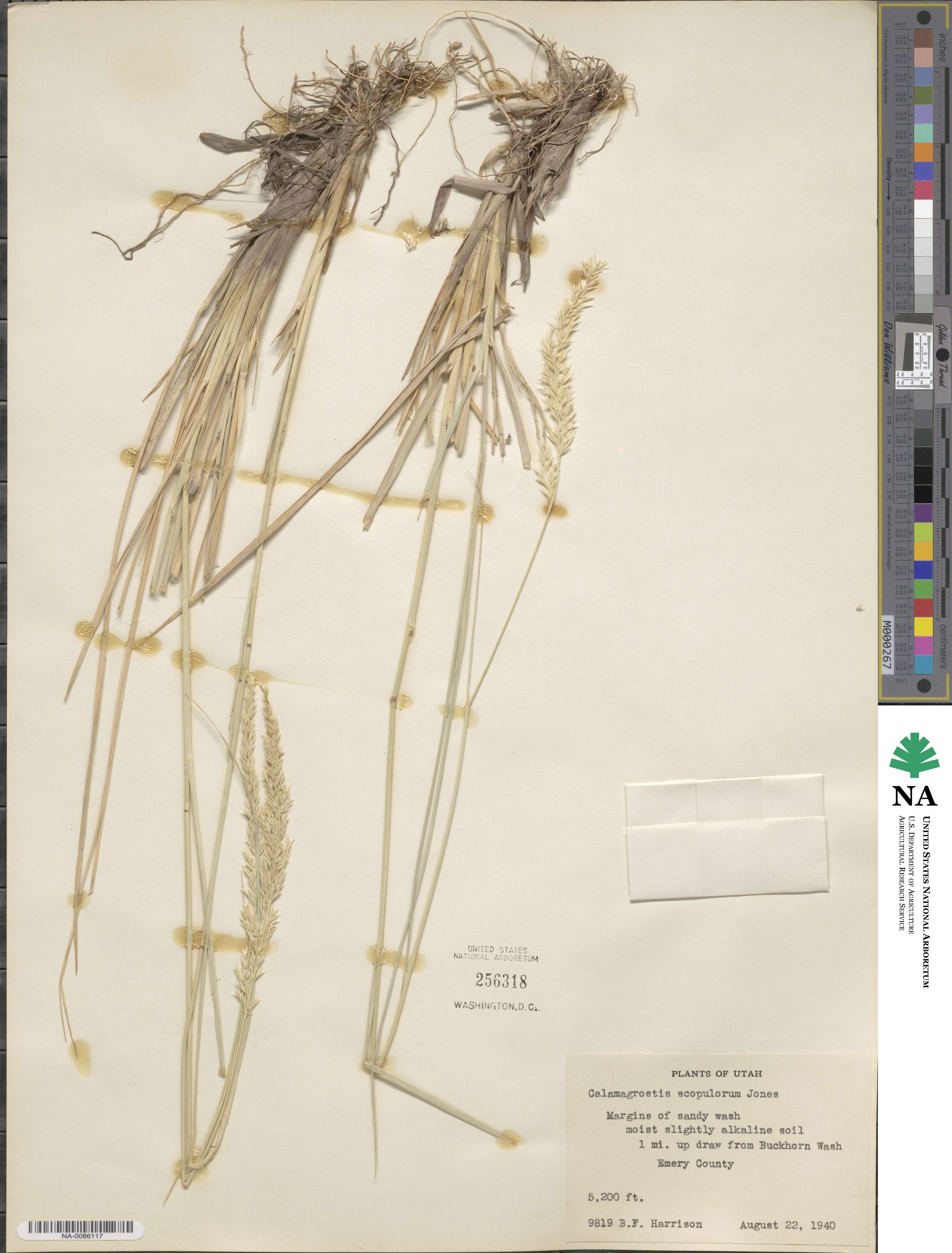 Calamagrostis scopulorum image