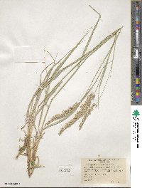 Calamagrostis scopulorum image