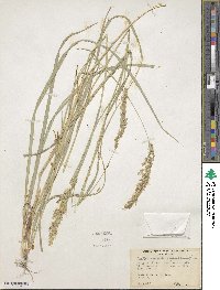 Calamagrostis scopulorum image