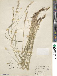 Calamagrostis canadensis image