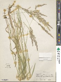 Calamagrostis canadensis image